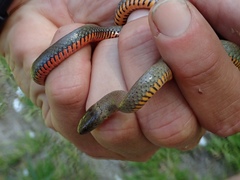 Diadophis punctatus modestus