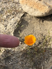 Eschscholzia lemmonii