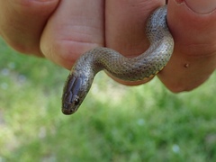 Diadophis punctatus modestus