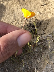 Eschscholzia lemmonii