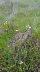 Thysanocarpus radians