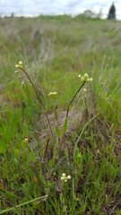 Thysanocarpus radians