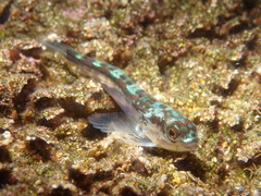 Chilean Thornfish photo 3