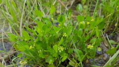 Ranunculus bonariensis