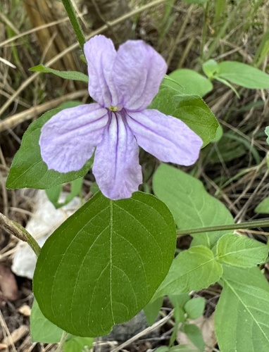 Petunias (Petunia): origen y usos — foto 1