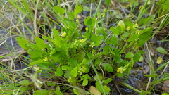 Ranunculus bonariensis