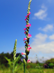 Spiranthes sinensis