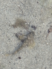 Stone Sculpin photo 2