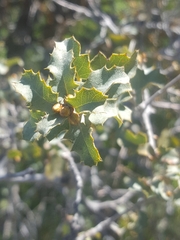 Quercus john-tuckeri