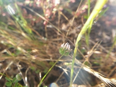 Trifolium microdon