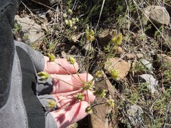 Lomatium nevadense