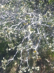 Quercus john-tuckeri