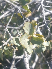 Quercus john-tuckeri