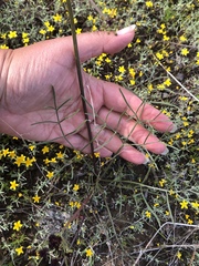 Lomatium marginatum purpureum