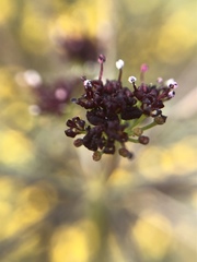 Lomatium marginatum purpureum
