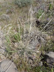 Muhlenbergia emersleyi