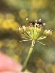 Lomatium marginatum purpureum