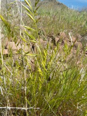 Festuca microstachys
