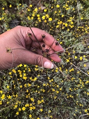 Lomatium marginatum purpureum