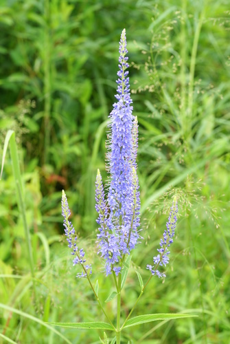 Long-leaved Speedwell