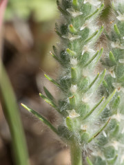 Plantago patagonica
