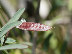 Vicia ludoviciana