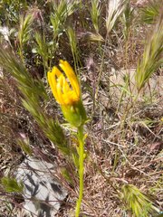 Senecio flaccidus monoensis