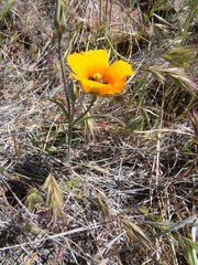 Calochortus kennedyi kennedyi