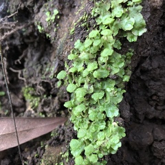 Cryptomitrium tenerum