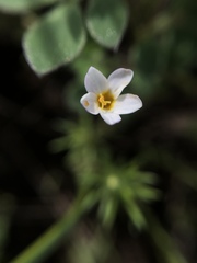 Leptosiphon parviflorus