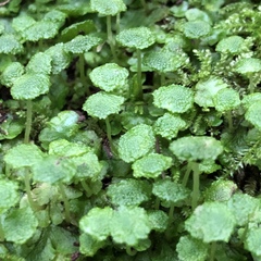 Cryptomitrium tenerum