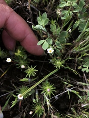 Leptosiphon parviflorus