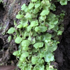 Cryptomitrium tenerum