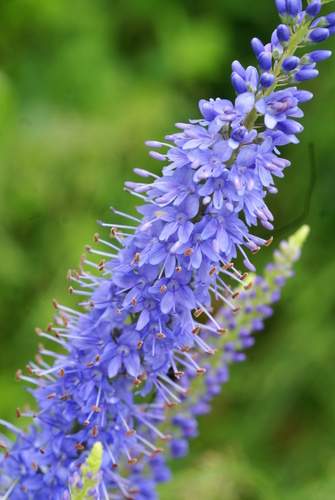 Long-leaved Speedwell