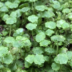 Cryptomitrium tenerum