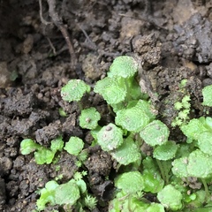 Cryptomitrium tenerum