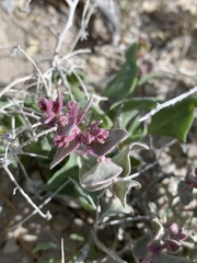 Atriplex parryi