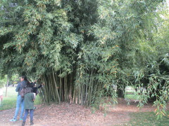 Phyllostachys bambusoides