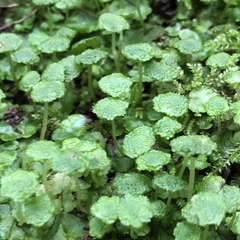 Cryptomitrium tenerum