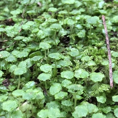 Cryptomitrium tenerum