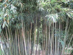 Phyllostachys bambusoides