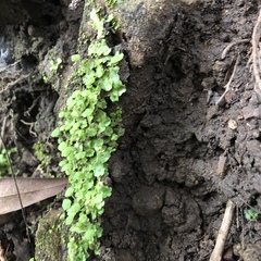 Cryptomitrium tenerum