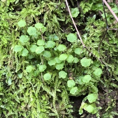 Cryptomitrium tenerum