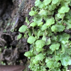 Cryptomitrium tenerum