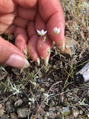 Sabulina californica
