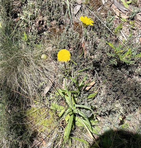 Podolepis jaceoides, photograph 1