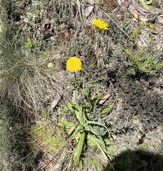 Podolepis jaceoides