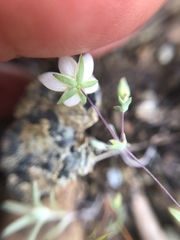 Sabulina californica