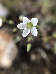 Sabulina californica
