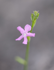 Wild Sage (Priva socotrana)